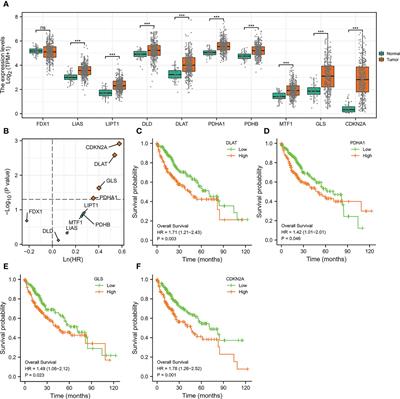 A cuproptosis random forest cox score model-based evaluation of prognosis, mutation characterization, immune infiltration, and drug sensitivity in hepatocellular carcinoma